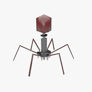 Bacteriophage Virus Model